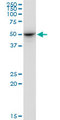 EXOG / ENDOGL1 Antibody - ENDOGL1 monoclonal antibody (M02), clone 2F7. Western blot of ENDOGL1 expression in Raw 264.7.