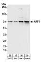 EXOSC2 / RRP4 Antibody - Detection of human NAF1 by western blot. Samples: Whole cell lysate from HEK293T (15 and 50 µg), HeLa (50µg), and Jurkat (50µg) cells. Antibodies: Affinity purified rabbit anti-NAF1 antibody used for WB at 1 µg/ml. Detection: Chemiluminescence with an exposure time of 30 seconds.