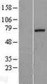 EXTL1 Protein - Western validation with an anti-DDK antibody * L: Control HEK293 lysate R: Over-expression lysate