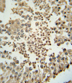 EZH2 Antibody - EZH2 Monoclonal Antibody immunohistochemistry of formalin-fixed and paraffin-embedded human testis tissue followed by peroxidase-conjugated secondary antibody and DAB staining.