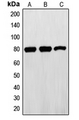 EZR / Ezrin Antibody - Western blot analysis of Ezrin expression in HeLa (A); A431 (B); SHSY5Y (C) whole cell lysates.