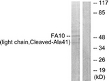 F10 / Factor X Antibody - Western blot of extracts from A549 cells, treated with etoposide 24 uM 24h, using FA10 (light chain, Cleaved-Ala41) Antibody. The lane on the right is treated with the synthesized peptide.