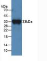 F11 / FXI / Factor XI Antibody - Western Blot; Sample: Recombinant F11, Mouse.