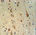 FAAH2 Antibody - FAAH2 Antibody IHC of formalin-fixed and paraffin-embedded human brain tissue followed by peroxidase-conjugated secondary antibody and DAB staining.
