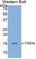 FABP1 / L-FABP Antibody - Western blot of recombinant FABP1 / L-FABP.  This image was taken for the unconjugated form of this product. Other forms have not been tested.