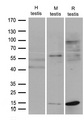 FABP12 Antibody - Western blot analysis of extracts. (35ug) from different cell lines or tissues by using anti-FABP12 rabbit polyclonal antibody .