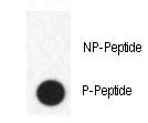 FABP4 / AP2 Antibody - Dot blot of anti-Phospho-FABP4-pY20 Antibody on nitrocellulose membrane. 50ng of Phospho-peptide or Non Phospho-peptide per dot were adsorbed. Antibody working concentrations are 0.5ug per ml.