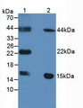 FABP9 / Lipid-Binding Protein Antibody - Western Blot; Lane1: Mouse Testis Tissue; Lane2: Mouse Heart Tissue.