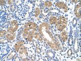 FAH Antibody - FAH antibody FAH(fumarylacetoacetate hydrolase (fumarylacetoacetase)) Antibody was used in IHC to stain formalin-fixed, paraffin-embedded human kidney.  This image was taken for the unconjugated form of this product. Other forms have not been tested.