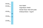 FAHD1 Antibody -  This image was taken for the unconjugated form of this product. Other forms have not been tested.