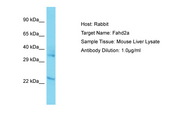 FAHD2A Antibody -  This image was taken for the unconjugated form of this product. Other forms have not been tested.