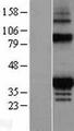 FAHD2A Protein - Western validation with an anti-DDK antibody * L: Control HEK293 lysate R: Over-expression lysate