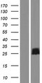 FAM101B Protein - Western validation with an anti-DDK antibody * L: Control HEK293 lysate R: Over-expression lysate