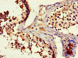 FAM102B Antibody - Immunohistochemistry of paraffin-embedded human testicular tissue using FAM102B Antibody at dilution of 1:100
