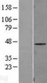 FAM110B / C8orf72 Protein - Western validation with an anti-DDK antibody * L: Control HEK293 lysate R: Over-expression lysate