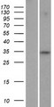 FAM110C Protein - Western validation with an anti-DDK antibody * L: Control HEK293 lysate R: Over-expression lysate