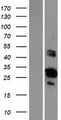 FAM110D / GRRP1 Protein - Western validation with an anti-DDK antibody * L: Control HEK293 lysate R: Over-expression lysate