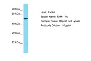 FAM117A Antibody -  This image was taken for the unconjugated form of this product. Other forms have not been tested.