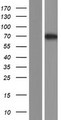 FAM117B / ALS2CR13 Protein - Western validation with an anti-DDK antibody * L: Control HEK293 lysate R: Over-expression lysate
