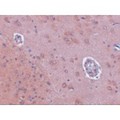 FAM120A Antibody - Immunohistochemistry of FAM120A in rat brain tissue with FAM120A antibody at 2.5 µg/mL.