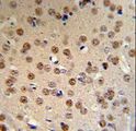 FAM123B / WTX Antibody - WTX Antibody IHC of formalin-fixed and paraffin-embedded mouse brain tissue followed by peroxidase-conjugated secondary antibody and DAB staining.