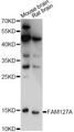 FAM127A Antibody - Western blot analysis of extracts of various cell lines, using FAM127A antibody at 1:3000 dilution. The secondary antibody used was an HRP Goat Anti-Rabbit IgG (H+L) at 1:10000 dilution. Lysates were loaded 25ug per lane and 3% nonfat dry milk in TBST was used for blocking. An ECL Kit was used for detection and the exposure time was 1s.