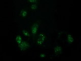 FAM127C Antibody - Anti-FAM127C mouse monoclonal antibody immunofluorescent staining of COS7 cells transiently transfected by pCMV6-ENTRY FAM127C.