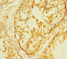 FAM127C Antibody - Immunohistochemistry of paraffin-embedded human testis tissue using FAM127C Antibody at dilution of 1:100