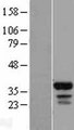 FAM133B Protein - Western validation with an anti-DDK antibody * L: Control HEK293 lysate R: Over-expression lysate