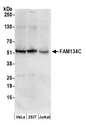 FAM134C Antibody - Detection of human FAM134C by western blot. Samples: Whole cell lysate (50 µg) from HeLa, HEK293T, and Jurkat cells prepared using NETN lysis buffer. Antibodies: Affinity purified rabbit anti-FAM134C antibody used for WB at 0.1 µg/ml. Detection: Chemiluminescence with an exposure time of 30 seconds.
