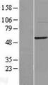 FAM134C Protein - Western validation with an anti-DDK antibody * L: Control HEK293 lysate R: Over-expression lysate