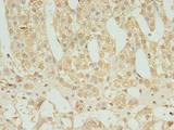 FAM136A Antibody - Immunohistochemistry of paraffin-embedded human adrenal gland tissue using antibody at dilution of 1:100.