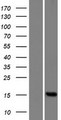 FAM136B Protein - Western validation with an anti-DDK antibody * L: Control HEK293 lysate R: Over-expression lysate