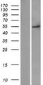 FAM149A Protein - Western validation with an anti-DDK antibody * L: Control HEK293 lysate R: Over-expression lysate