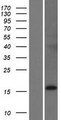 FAM150B Protein - Western validation with an anti-DDK antibody * L: Control HEK293 lysate R: Over-expression lysate