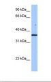 FAM153B Antibody - Hela cell lysate. Antibody concentration: 0.5 ug/ml. Gel concentration: 12%.  This image was taken for the unconjugated form of this product. Other forms have not been tested.