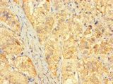 FAM153C Antibody - Immunohistochemistry of paraffin-embedded human adrenal gland tissue using FAM153C Antibody at dilution of 1:100