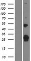 FAM159A Protein - Western validation with an anti-DDK antibody * L: Control HEK293 lysate R: Over-expression lysate