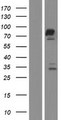 FAM161A Protein - Western validation with an anti-DDK antibody * L: Control HEK293 lysate R: Over-expression lysate
