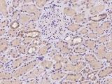 FAM161B Antibody - Immunochemical staining of human FAM161B in human kidney with rabbit polyclonal antibody at 1:500 dilution, formalin-fixed paraffin embedded sections.