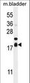 FAM162A / C3orf28 Antibody - F162A Antibody western blot of mouse bladder tissue lysates (35 ug/lane). The F162A antibody detected the F162A protein (arrow).