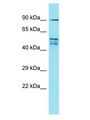 FAM171A2 Antibody - FAM171A2 antibody Western Blot of HeLa. Antibody dilution: 1 ug/ml.  This image was taken for the unconjugated form of this product. Other forms have not been tested.