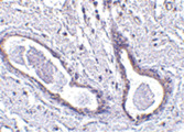 FAM175A / CCDC98 Antibody - Immunohistochemistry of CCDC98 in human breast tissue with CCDC98 antibody at 5 ug/ml.