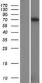 FAM178B Protein - Western validation with an anti-DDK antibody * L: Control HEK293 lysate R: Over-expression lysate