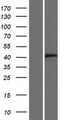 FAM185A Protein - Western validation with an anti-DDK antibody * L: Control HEK293 lysate R: Over-expression lysate