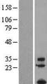 FAM19A1 Protein - Western validation with an anti-DDK antibody * L: Control HEK293 lysate R: Over-expression lysate