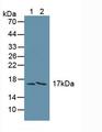 FAM19A3 Antibody - Western Blot; Sample: Lane1: Human Liver Tissue; Lane2: Human A549 Cells.