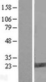 FAM206A / C9orf6 Protein - Western validation with an anti-DDK antibody * L: Control HEK293 lysate R: Over-expression lysate
