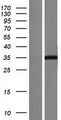 FAM212B Protein - Western validation with an anti-DDK antibody * L: Control HEK293 lysate R: Over-expression lysate