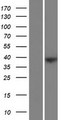 FAM228B Protein - Western validation with an anti-DDK antibody * L: Control HEK293 lysate R: Over-expression lysate